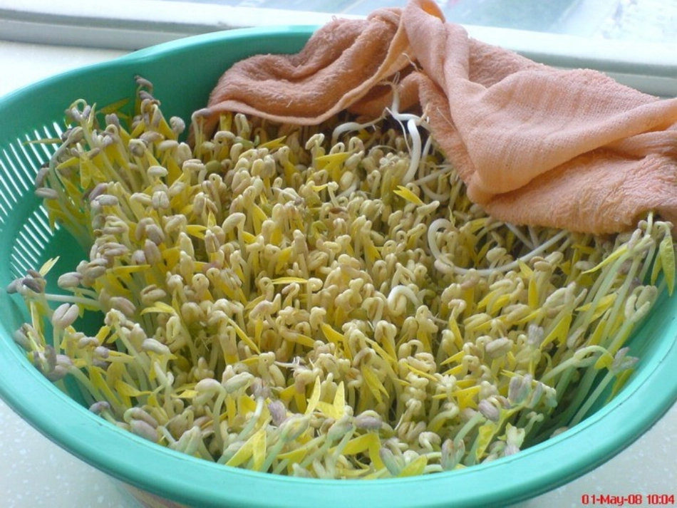 健康：好吃的豆芽_第3页