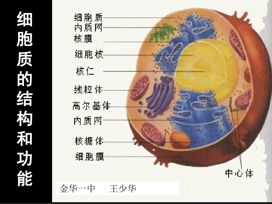 使线粒体与周围的细胞质基质分开内膜与嵴_第1页