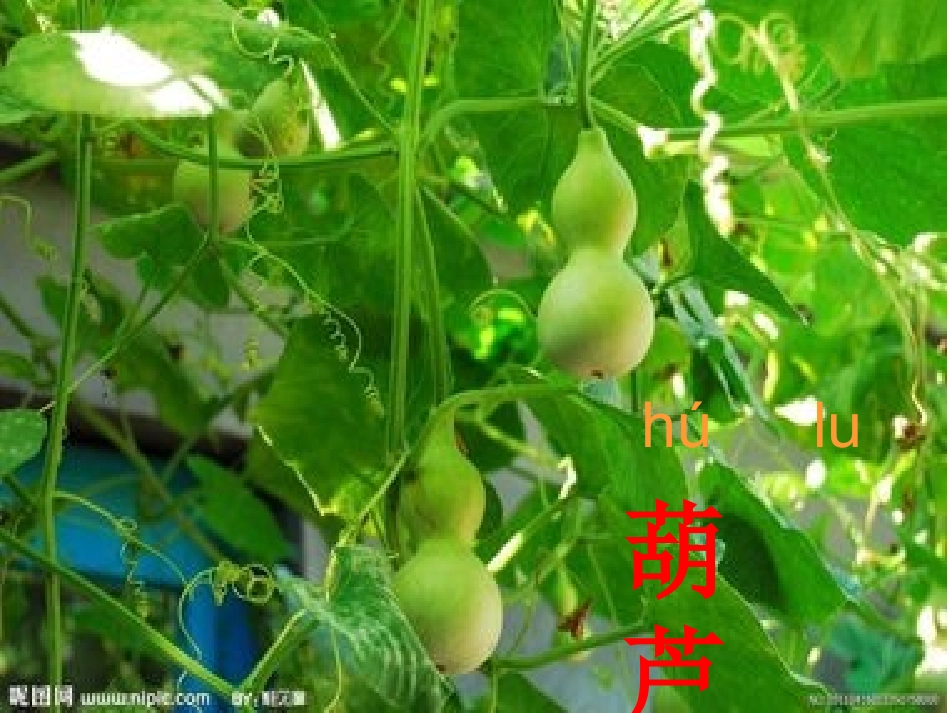 我要的是葫芦_第2页