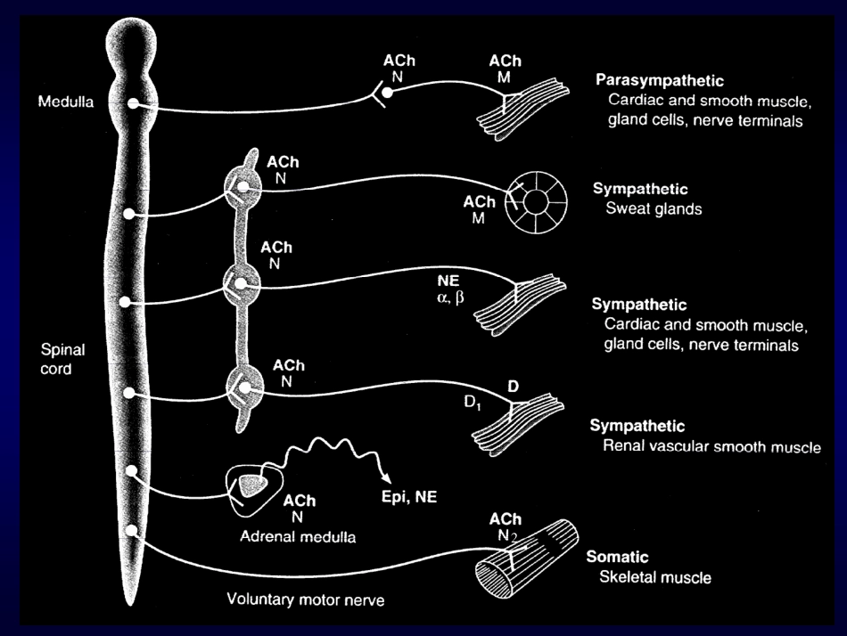 传出神经系统药理_第3页