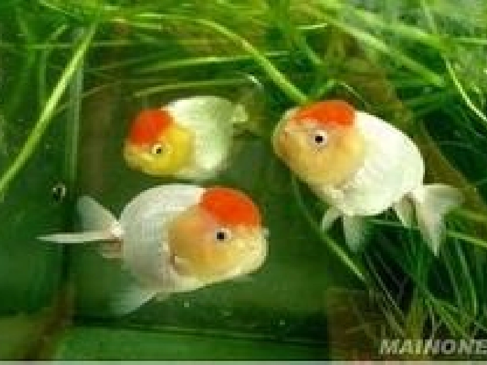 课件制作27鱼游到了纸上_第3页