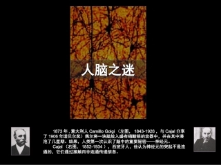 人类大脑与记忆详解