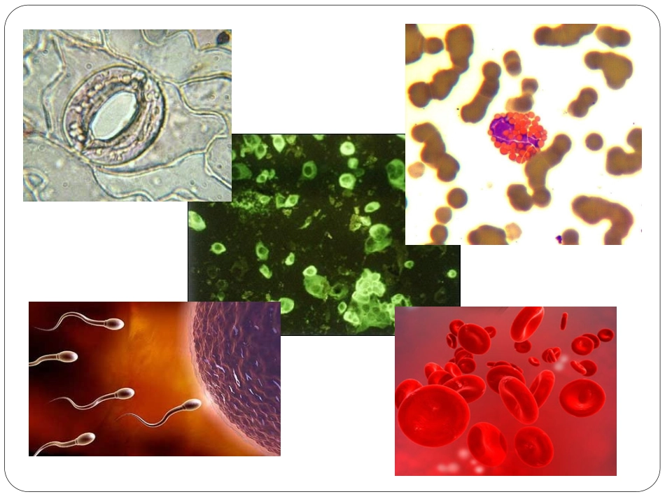 人教版教学课件2010年江西地区生物科细胞多样性和统一性——显微镜的使用资料_第2页