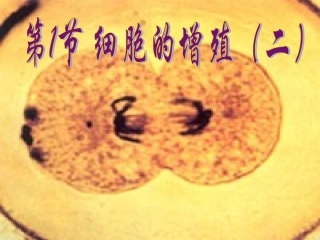 人教版教学课件云南省弥勒县庆来中学2011-2012学年高一生物 6.1 细胞的增殖2(课件)