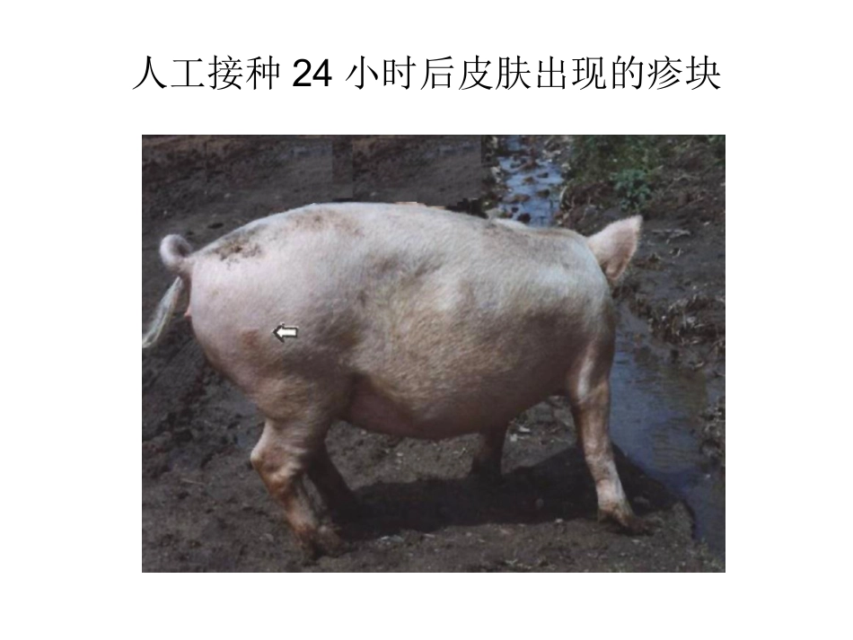 人工接种24小时后皮肤出现的疹块重点_第2页