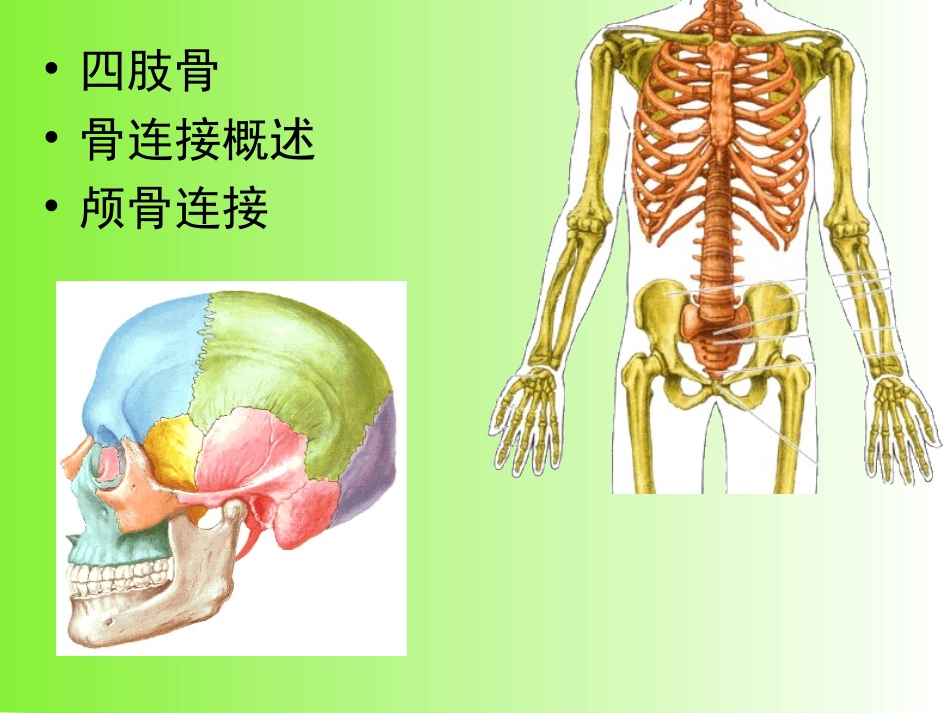人体解剖知识：四肢骨、骨连接概述、颅骨连接、_第3页