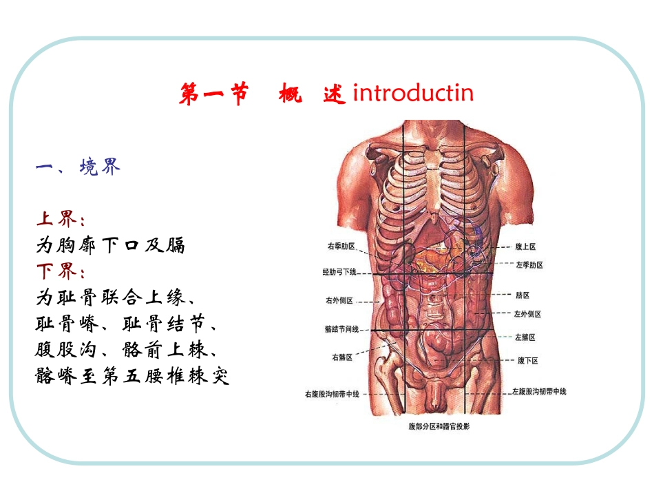 人体结构 腹部_第2页