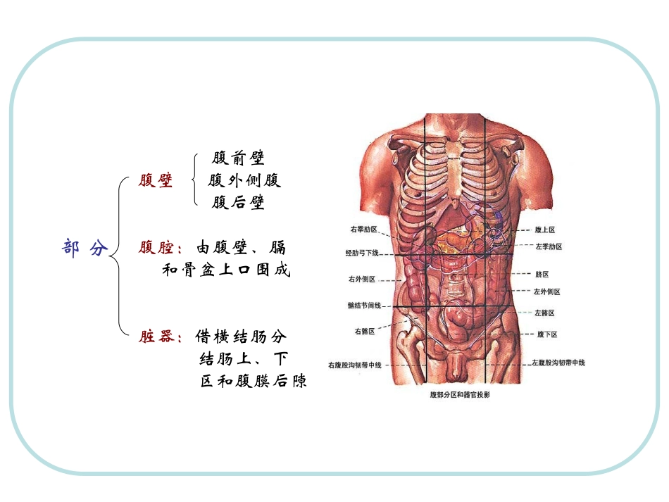 人体结构 腹部_第3页