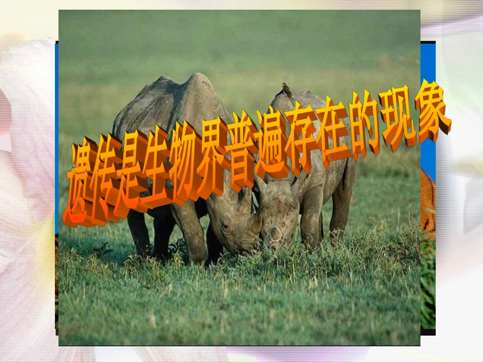 人体的性状和遗传现象_第2页