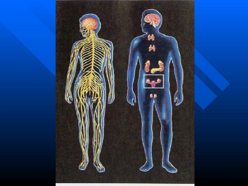 人体生理功能的调节(2013-5)资料_第2页