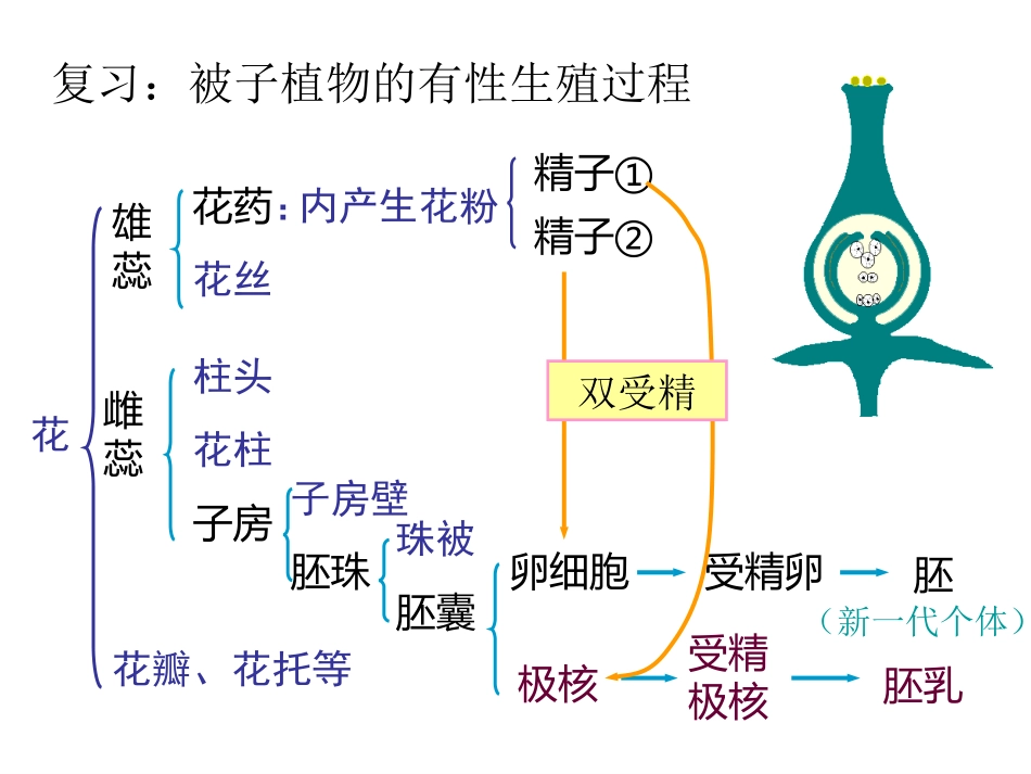 第一节-植物的生长和发育(第一课时)(2014年7月28日)_第2页