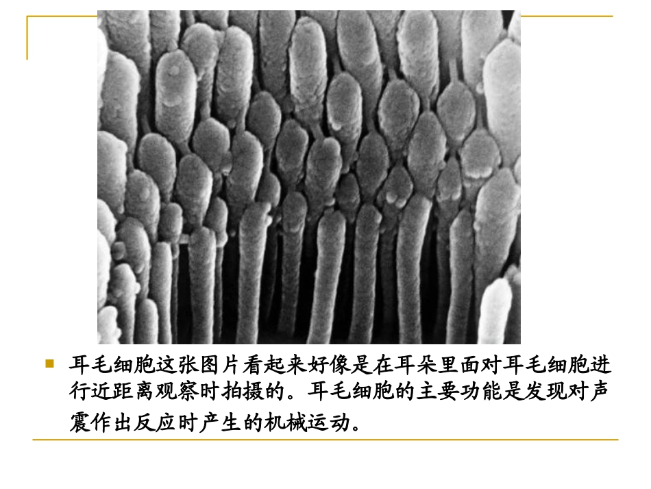 人体显微照片_第2页