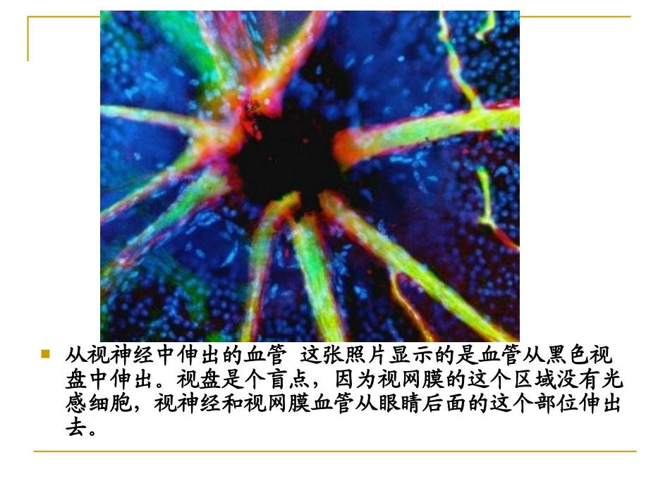 人体显微照片_第3页