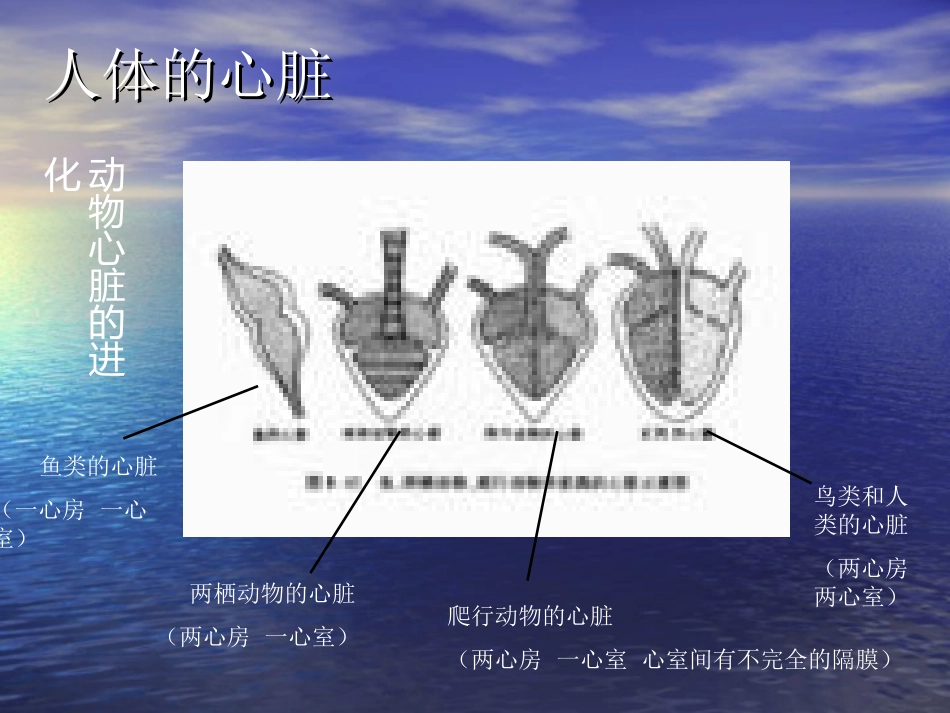 人体是如何维持内环境稳定_第3页