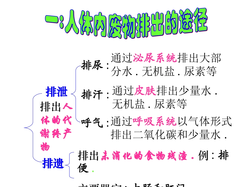 人体内的废物排出_第3页