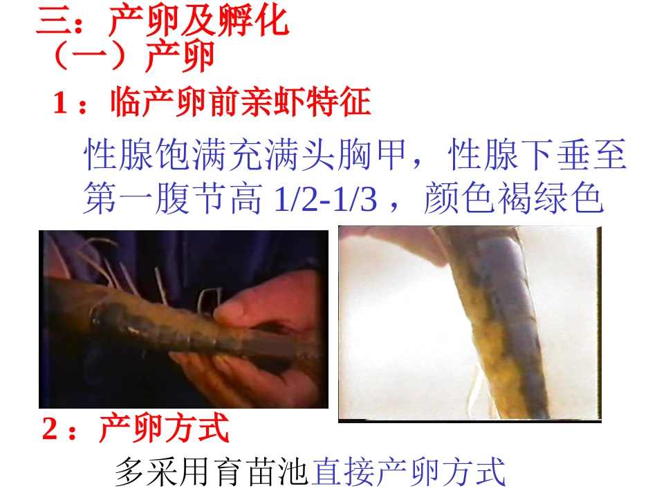 产卵及孵化要点_第1页