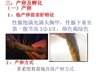 产卵及孵化要点