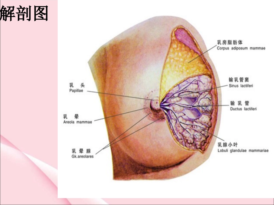 乳腺癌PPT_第3页