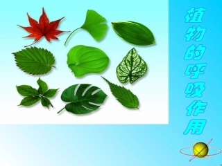 绿色植物的呼吸作用-人教新课标版