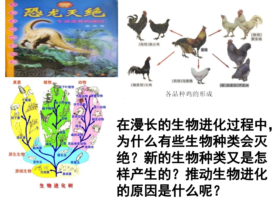 人教版八下第三章第三节生物进化的原因(共58张PPT)_第3页