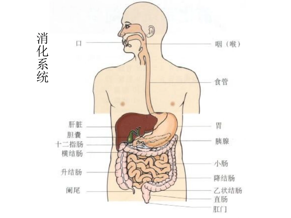 丙谷胺胃泌素受体阻断药三_第2页