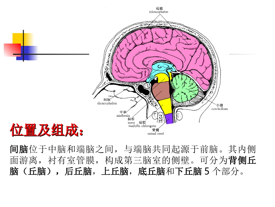 丘脑结构及功能_第2页