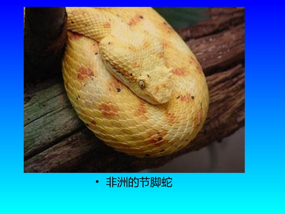 世界毒蛇大全图_第1页