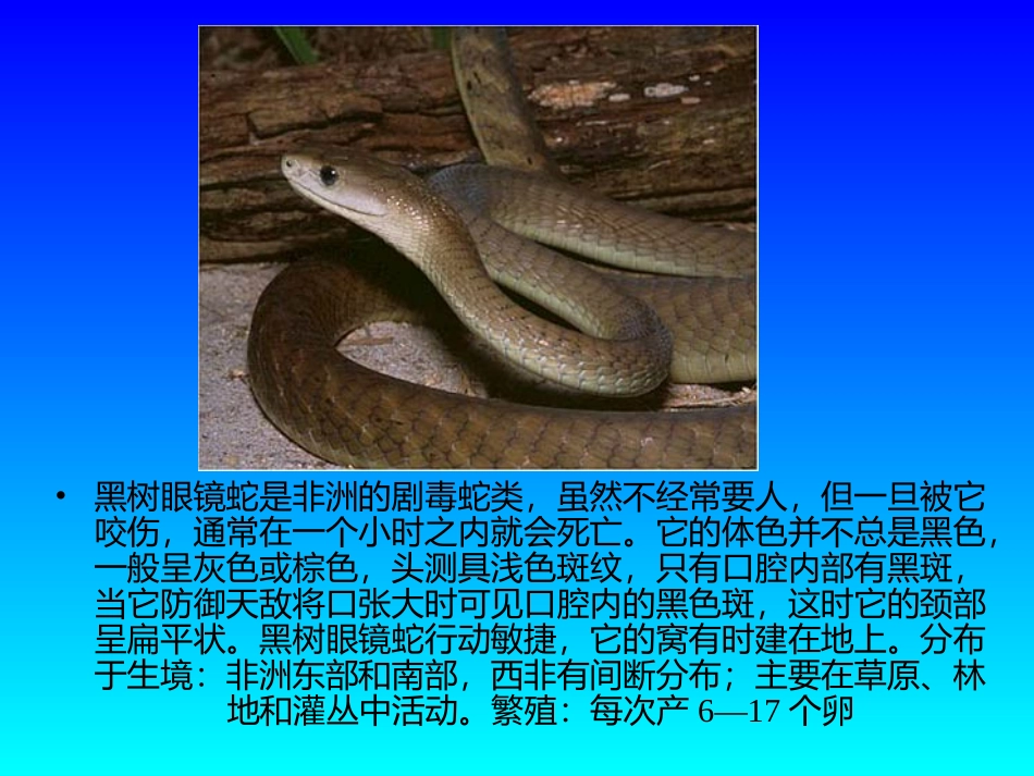 世界毒蛇大全图_第2页