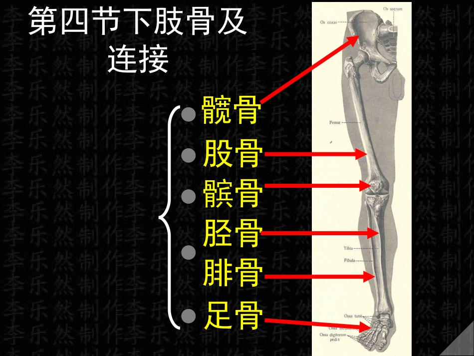 下肢骨与连接_第1页