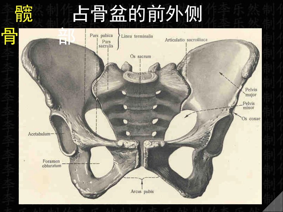 下肢骨与连接_第2页