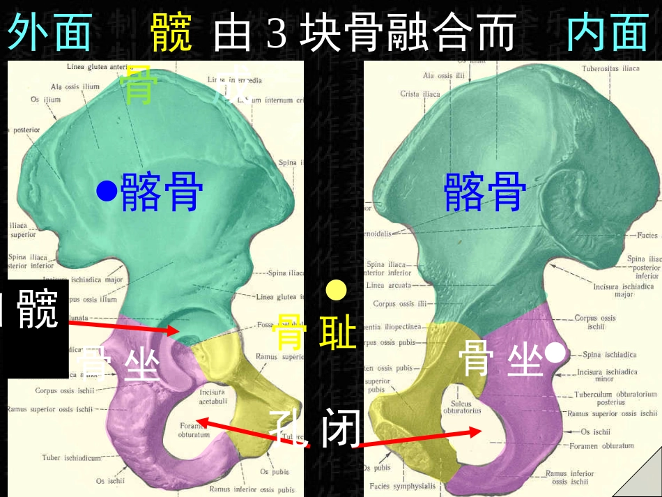 下肢骨与连接_第3页