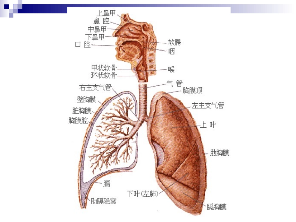 下呼吸道感染_第2页