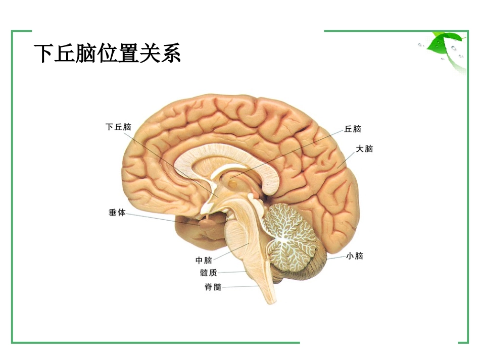 下丘脑与生命活动的调节_第3页