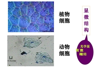 上课细胞器-系统内的分工合作-ppt