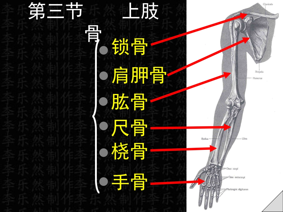 上肢骨与连接_第1页