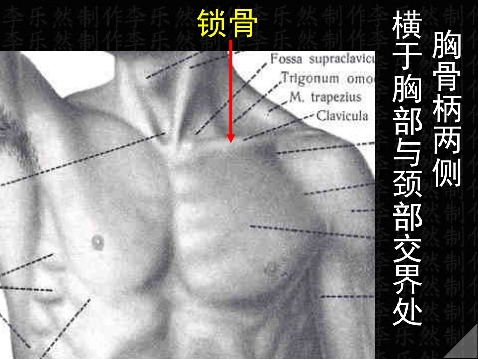 上肢骨与连接_第2页