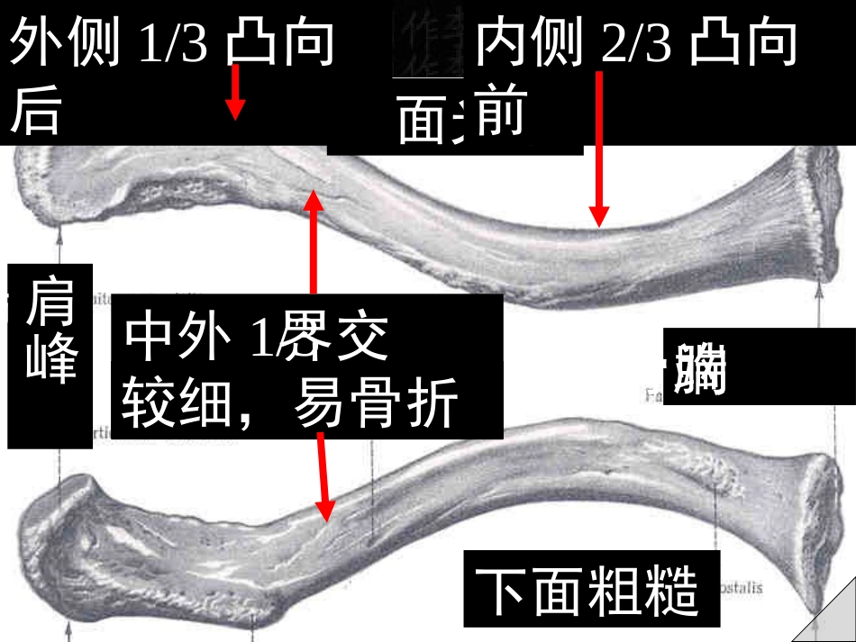 上肢骨与连接_第3页