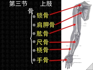 上肢骨与连接