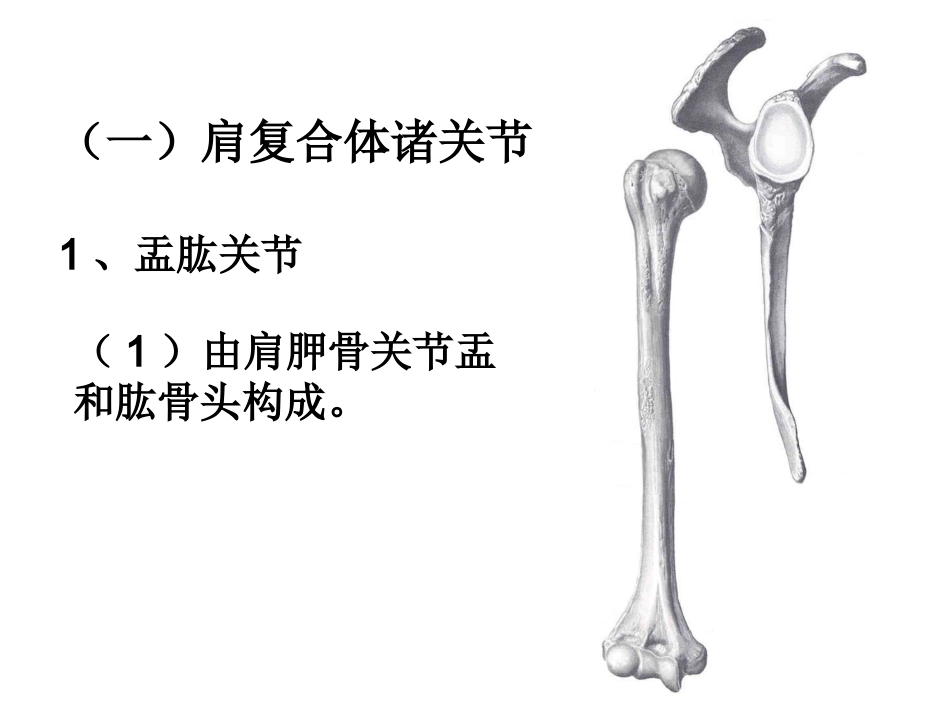 上肢关节运动_第3页