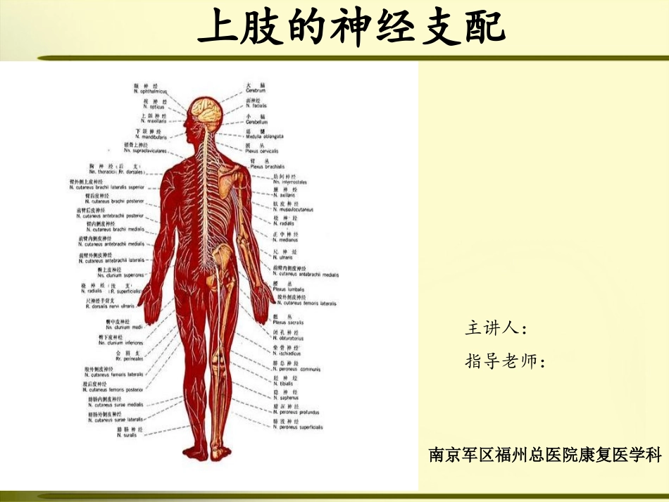 上肢神经的支配_第1页