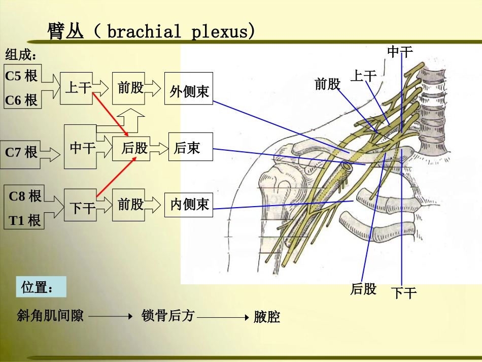 上肢神经的支配_第2页