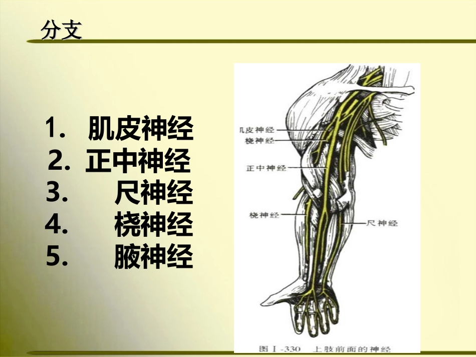 上肢神经的支配_第3页