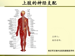 上肢神经的支配