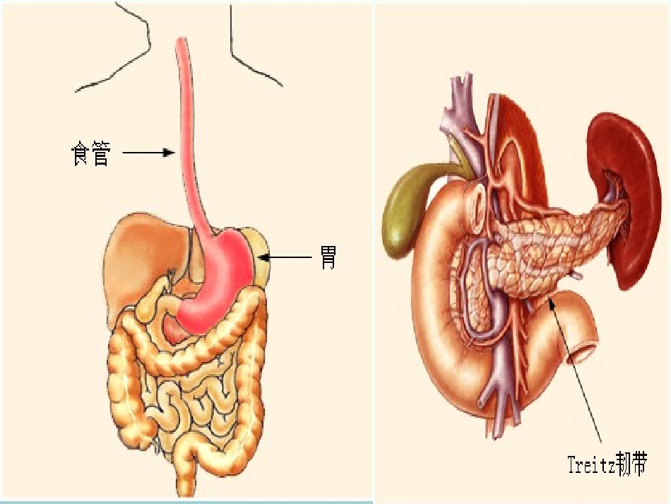 上消化道出血_第3页