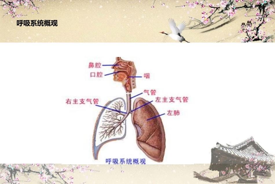 上呼吸道感染_第2页
