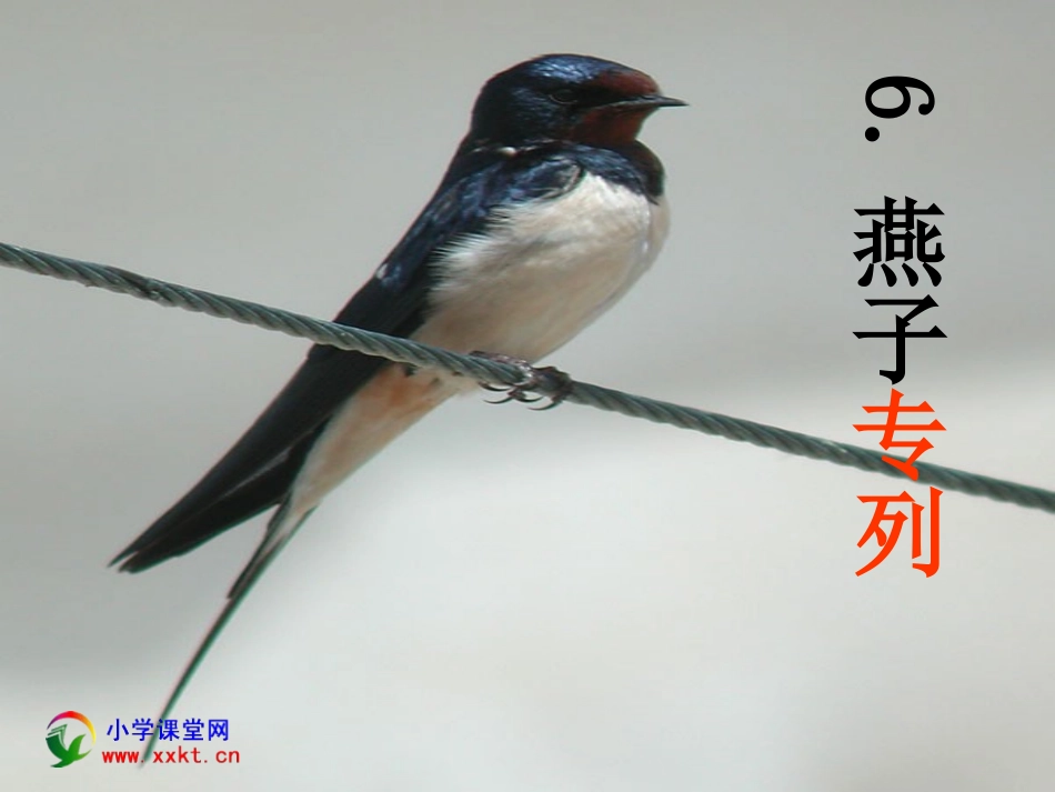 三年级语文下册《燕子专列》PPT课件之五(人教新课标)_第1页