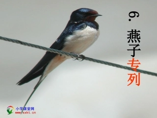 三年级语文下册《燕子专列》PPT课件之五(人教新课标)