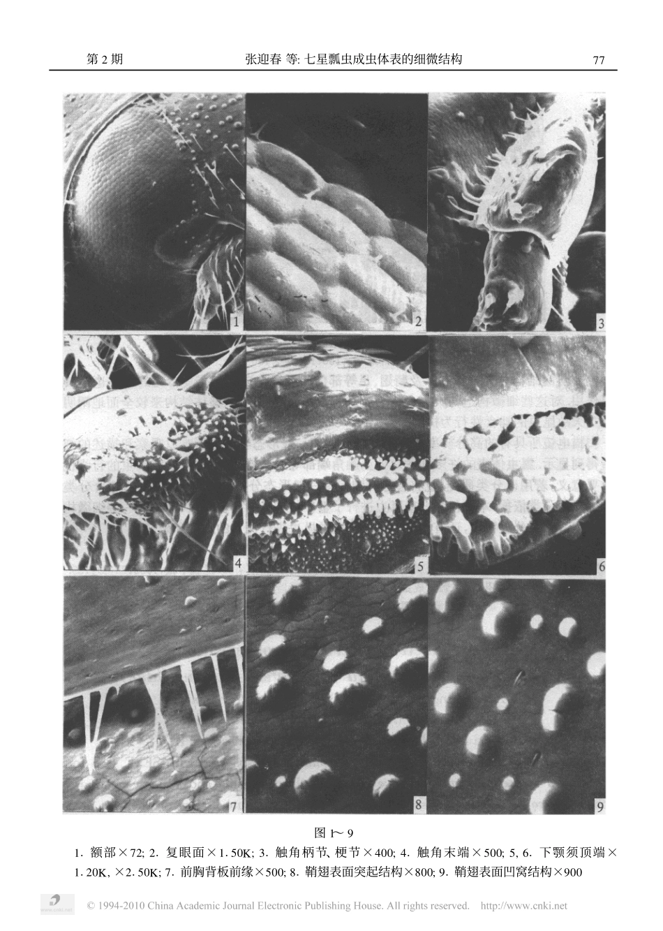 七星瓢虫成虫体表的细微结构_第3页