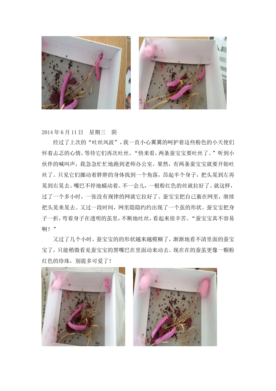 七彩之梦————彩色蚕宝宝观察日记_第3页