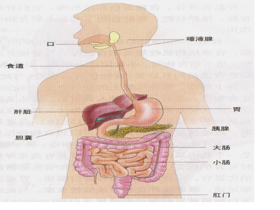 七年级生物消化系统_第2页